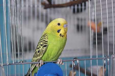 perroquet, perroquet rouge, papużka, oiseau vert, oiseau, oiseau en cage