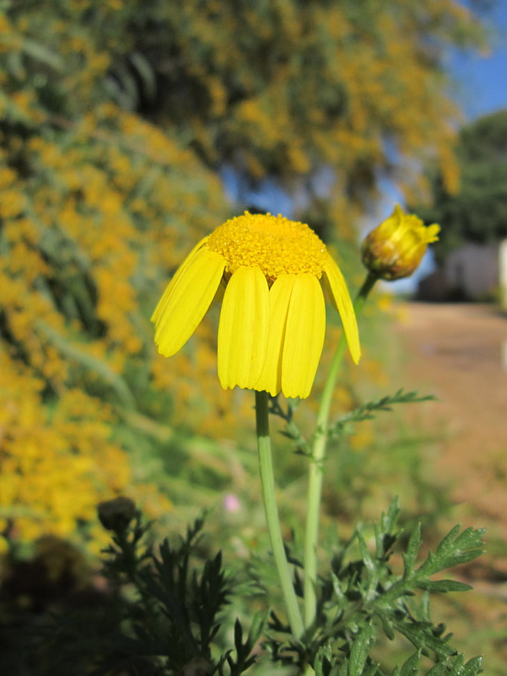 Marguerite, Tutup, alam, musim semi, kuning, bunga, bunga liar