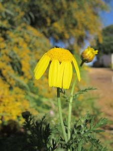 Marguerite, Stäng, naturen, våren, gul, blomma, vild blomma
