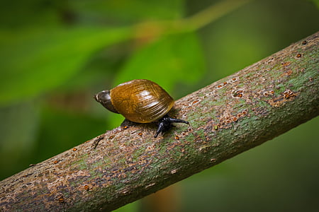 snail, inch, nature, animal, slide, snail shell, slow