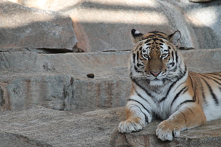 Tigre, Parque zoológico, gato, animales, peligrosos, elegante