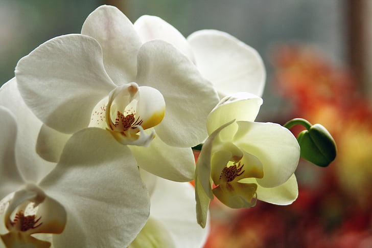 orhidee, flori albe, floare, petale, floare, natura, plante