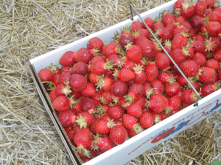 jordbær, frisk, frugt, ernæring, antioxidant, om sommeren, sund