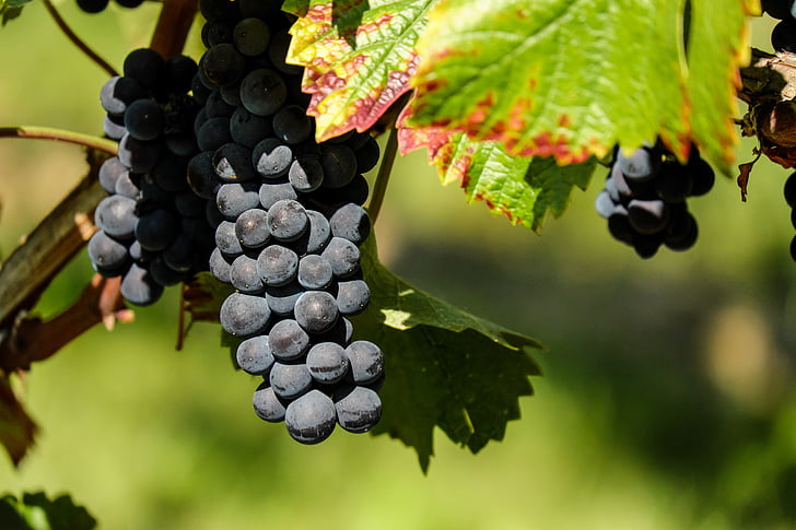 vynuogės, vaisių, vaisiai, mėlyna, vynuogių auginimo, maistu ir gėrimais, vynuogių