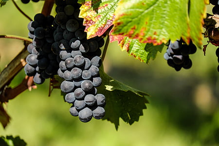 vīnogas, augļi, augļi, zila, vīnkopību, pārtikas produkti un dzērieni, vīnogu