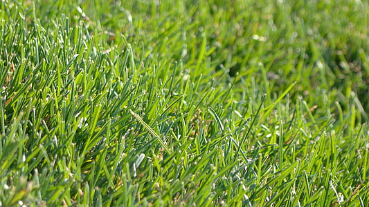 трева, Грийн, зелена трева, лято, природата, светъл, пейзаж