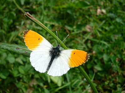 borboleta, borboleta de Aurora, inseto, borboleta - inseto, natureza, um animal, planta