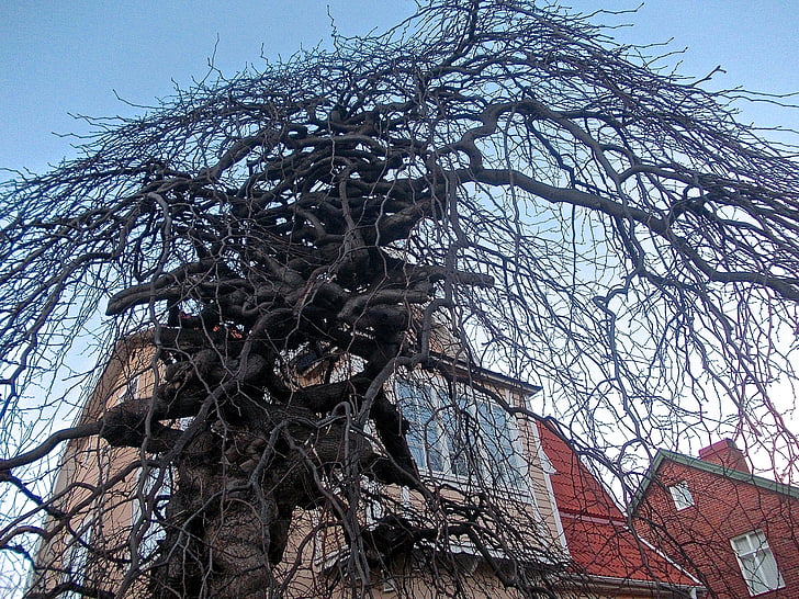puu, Medusa, julkisivu, Gamla enskede, Tukholma, arkkitehtuuri