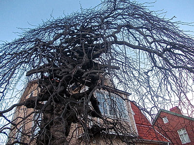 дърво, Медуза, фасада, Gamla enskede, Стокхолм, архитектура