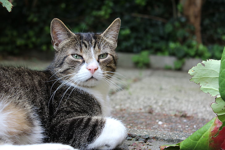 cat, pet, pets, domestic Cat, animal, cute, nature