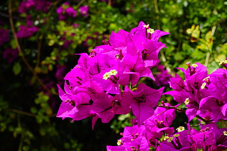 bougainvillea, flowers, pink, bush, bougainville, triple flower, four o'clock plant