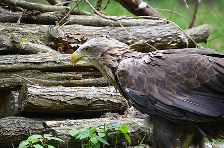 Adler, bosque, Eco-park, Güstrow, pájaro, animal, flora y fauna