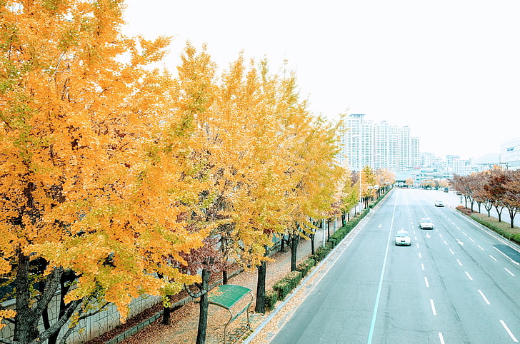 Осень, Гинкго, дерево, желтый, дорога, Транспорт, шоссе