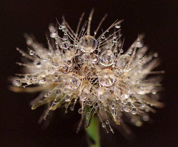 frozen, dewdrops, morning, water, nature, drops