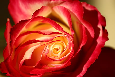 Isparta rose, Galaktyka, Róża, Róża-, Płatek, kwiat, Natura