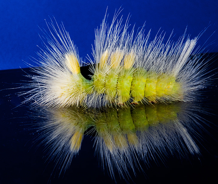 caterpillar, hairy, prickly, close, book track walk, calliteara pudibunda, book red tailed