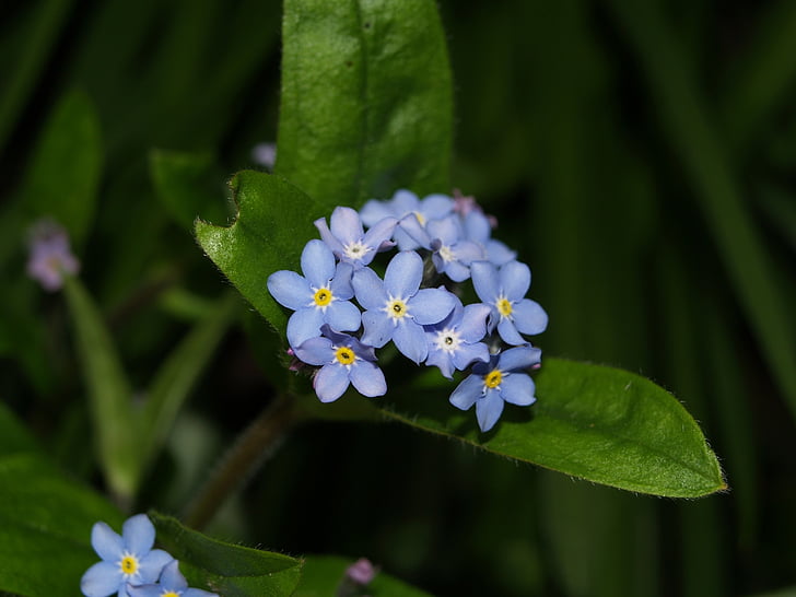 foregt-мен-не, цвете, синьо, природата, растителна, Пролет, венчелистче