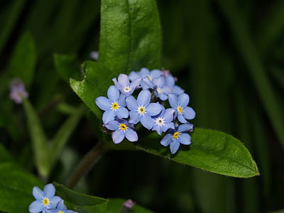 foregt-me-ne, puķe, zila, daba, augu, Pavasaris, ziedlapas