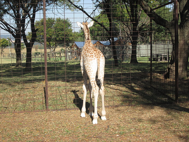 giraffe, south africa, park, wildlife