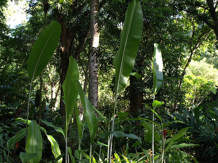 Tropical, dżungla, liści, naturalne, liść, Rainforest, odkryty