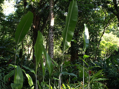 Tropical, džungle, listoví, přírodní, list, deštný prales, venkovní