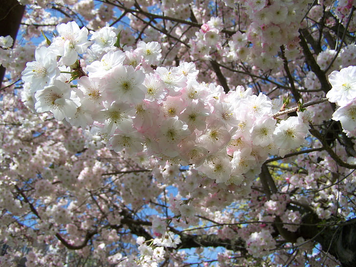 квітучі Сук, Весна, рожевий