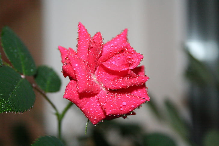 rose, drops, rosa, flower, red rose, one rose, beautiful