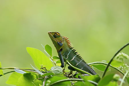 Chameleon, divoké, Príroda, Zelená, Tapeta, zviera, voľne žijúcich živočíchov