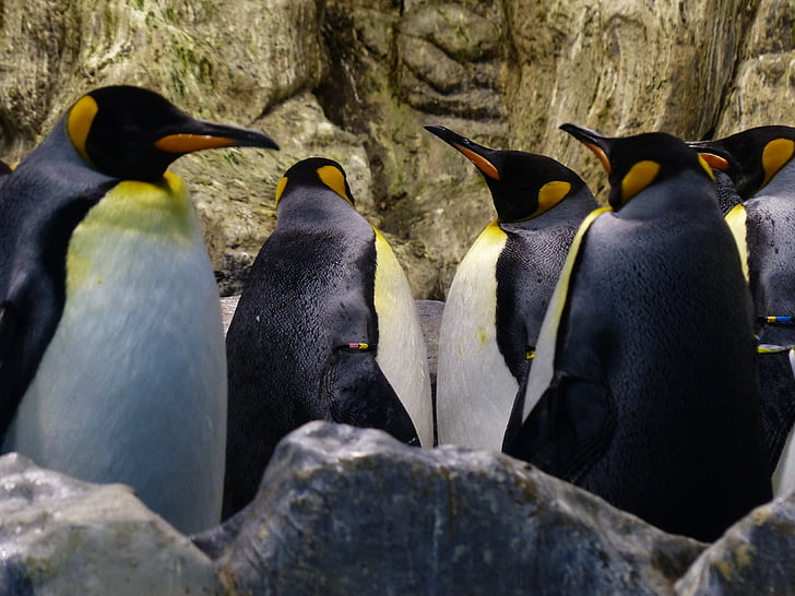 König penguins, Pinguine, Aptenodytes patagonicus, Schnäbel, Blick, Warte, Spheniscidae