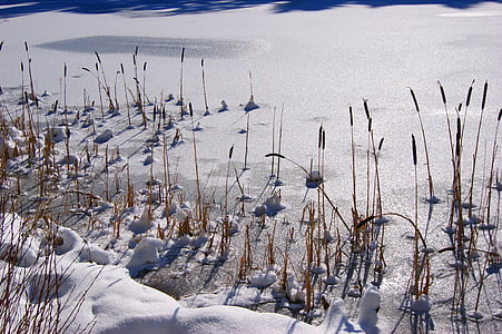 śnieg, zimowe, chłodny, Jezioro, mrożone, Reed, Słońce