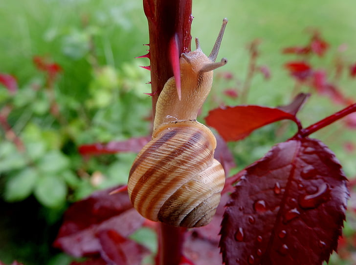 snail, garden, rosewood, slow, molluscs, nature, thorn