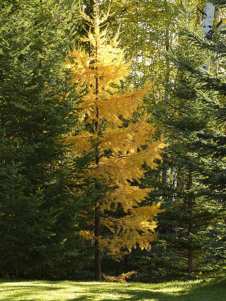 trees, forest, firs, green, yellow, autumn, fall