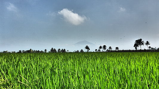campo, arroz, agricultura, naturaleza, Asia, planta, verde