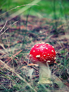 amanita, mushroom, poisonous mushrooms, grass, forest, polyana, fungus