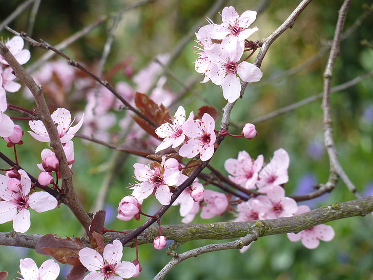 cirerers japonès, flor rosa, Rosa, flor del cirerer, cirera japonesa, flor, cirera japonesa amb flors