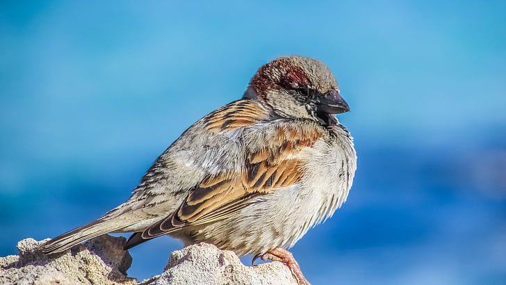 Sparrow, con chim, động vật hoang dã, lông vũ, Thiên nhiên, động vật, Dễ thương
