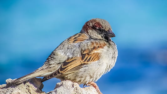 Sparrow, oiseau, faune, plume, nature, animal, mignon
