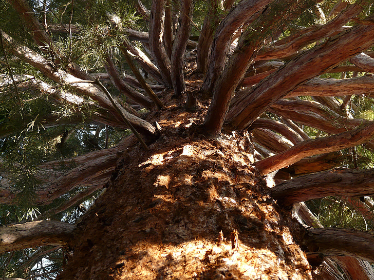 Sequoia, φυλή, φλοιός, μεγάλο, ισχυρό, αισθητική, πρός τα πάνω