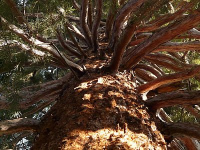 Sequoia, suku, kulit, besar, kuat, estetika, ke atas