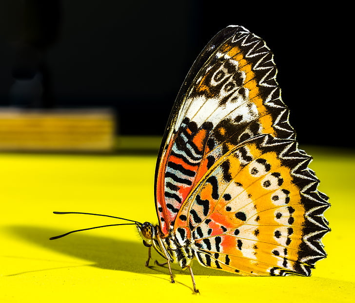 Метелик, Комаха