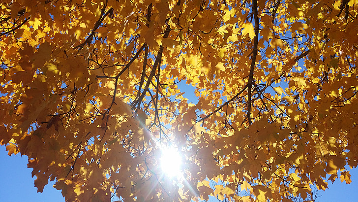 couleurs d’automne, arbre, érable