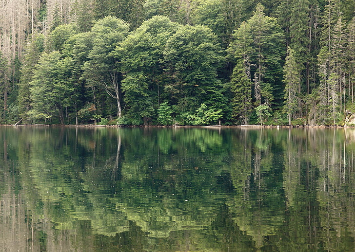 siyah lake, Göl, su, Šumava, doğa, yüzey, yansıma