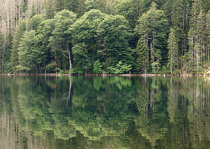 svart tjärn, sjön, vatten, Šumava, naturen, yta, reflektion