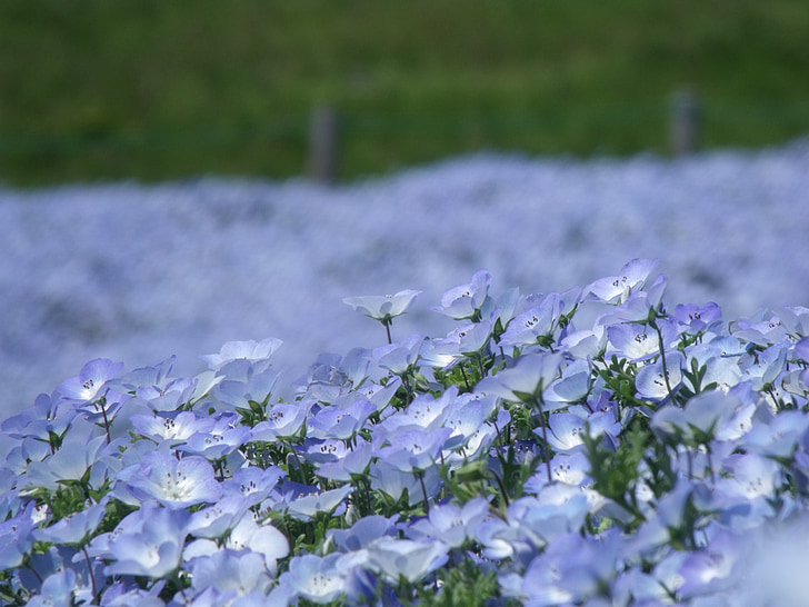 nemophila, park, ibaraki prefecture, blue, flowers, plant