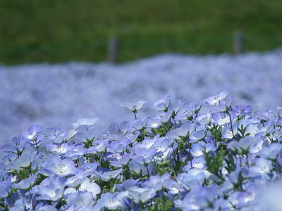 Nemophila, Parque, Prefeitura de Ibaraki, azul, flores, planta