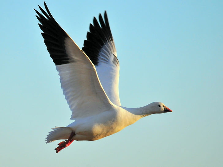 ross's goose, flying, bird, flight, wildlife, nature, sky