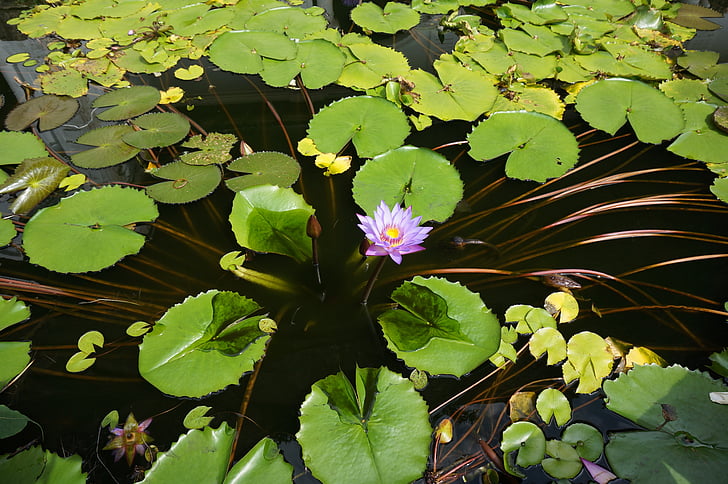 vodeni ljiljan, Nacionalni cvijet Šri Lanke, Azija, banita turneju, banita, turizam, Plavi vodeni ljiljan