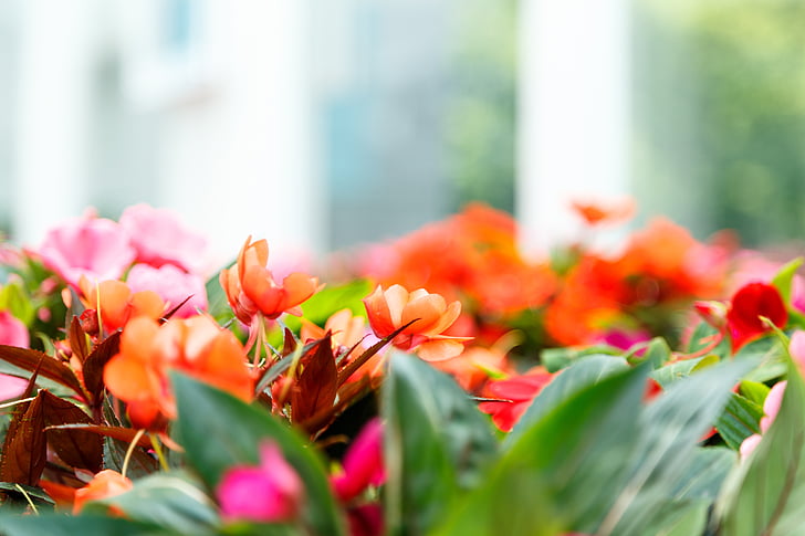 花, 植物園, 庭園, 自然, 春, グリーン, 夏