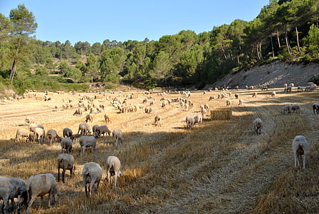 fåren, geten, naturen, flock, gård, djur, djur på gården