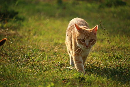 katė, kačiukas, mieze, raudona rainumo, raudonas katinas, skumbrės, Tiger cat